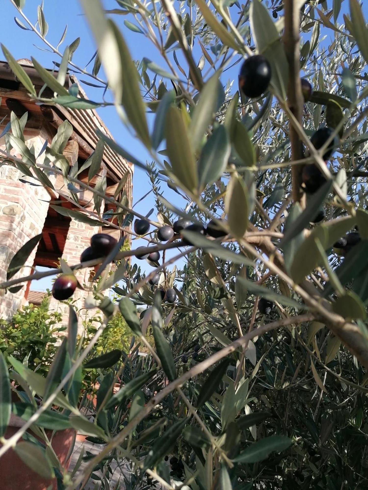 Agriturismo Borgo Stella Montespertoli Εξωτερικό φωτογραφία